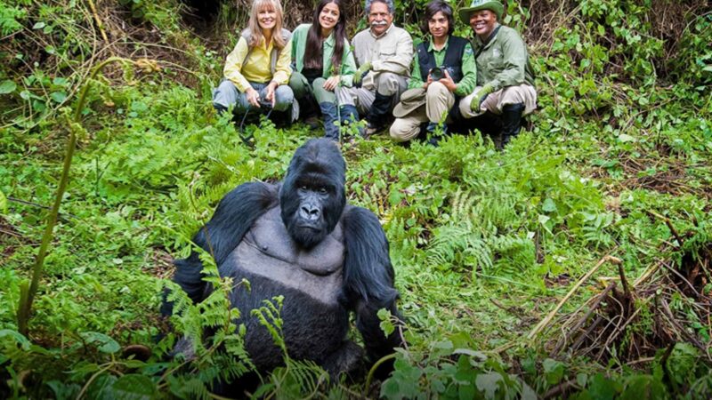 Uganda vs Rwanda Gorilla Trekking